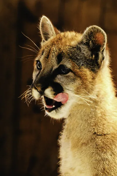 Young Mountain Lion Licking His Face — Stock Photo, Image