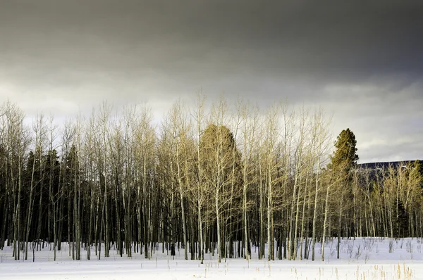 Зима в Нью-Мексико — стокове фото