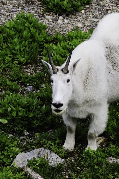 Mountain Goat Looking Standing Green Vegetation — Stock Photo, Image