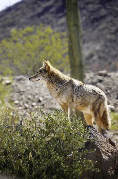 Ein Einsamer Kojote Steht Auf Einem Felsen Der Wüste — Stockfoto