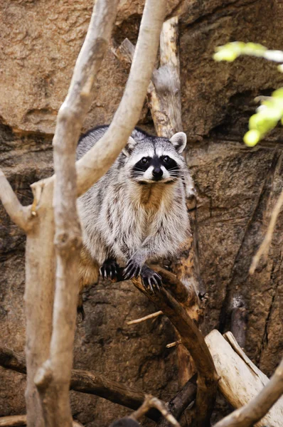 Curious Raccoon Standing Limb — Stock Photo, Image