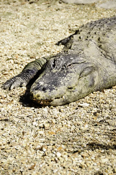 Een Amerikaanse Alligator Koesteren Zon — Stockfoto