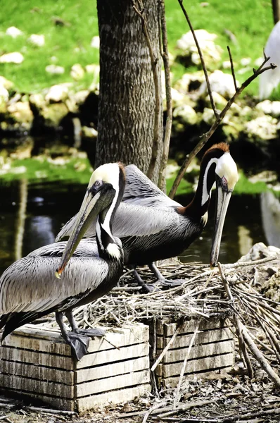 Bruna pelikaner — Stockfoto