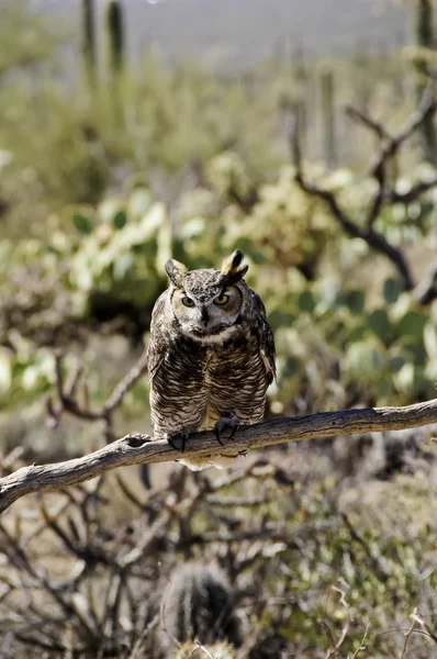 Great horned owl with food on beak — Stock Photo, Image
