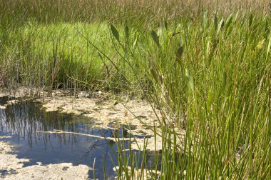 Florida swamp su birikintisi