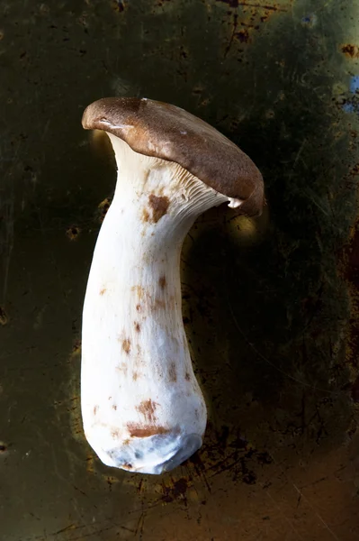 stock image Mushroom