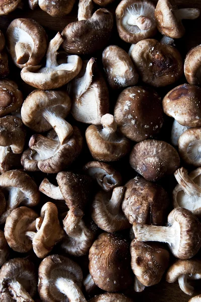 Mushroom Stock Picture