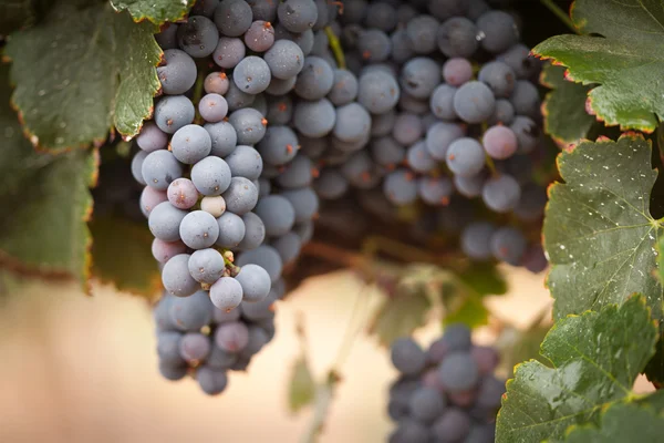 Weelderige, rijpe wijndruivenrassen op de wijnstok — Stockfoto