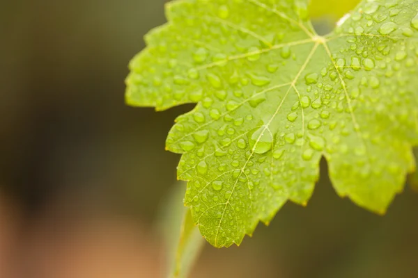 Виноградный леаф в утреннем свете — стоковое фото