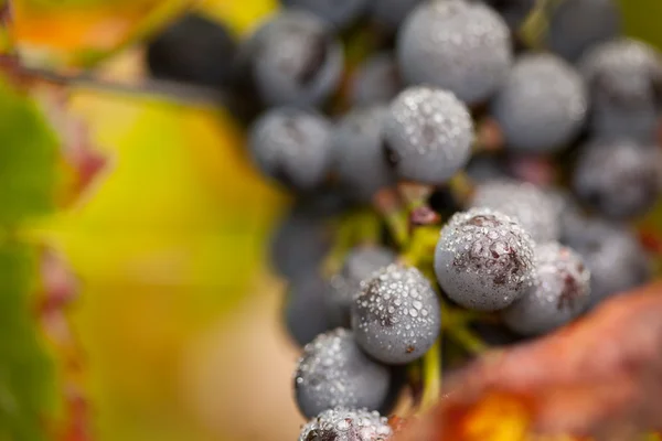 Uvas de vinho exuberantes e maduras com gotas de névoa na videira — Fotografia de Stock