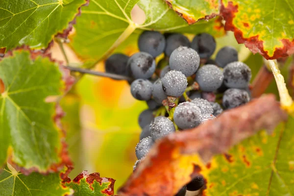 Пышные спелые виноград с туманом капли на виноградной лозе — стоковое фото