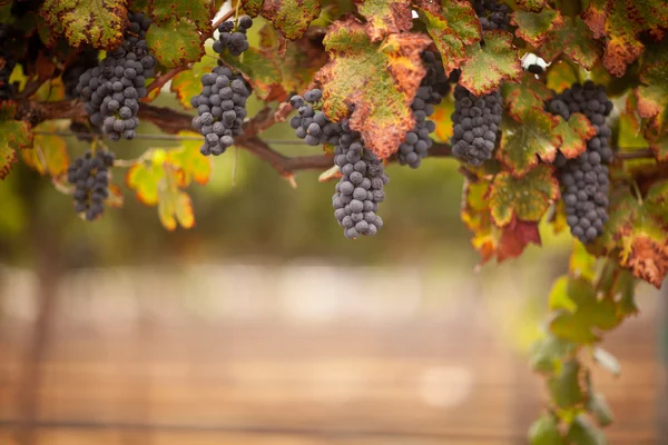 Svěží, zralé víno hrozny na vinici — Stock fotografie