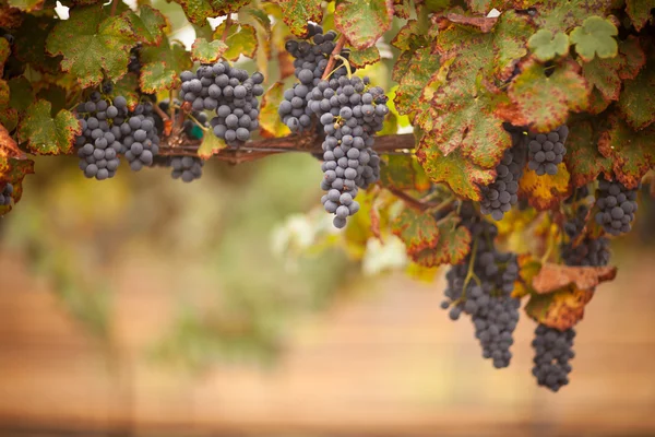 Uvas de vino exuberantes y maduras en la vid — Foto de Stock