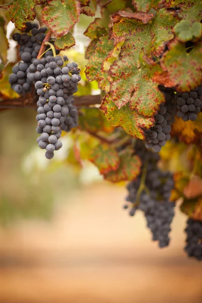 Пышный, спелый виноград на виноградной лозе — стоковое фото