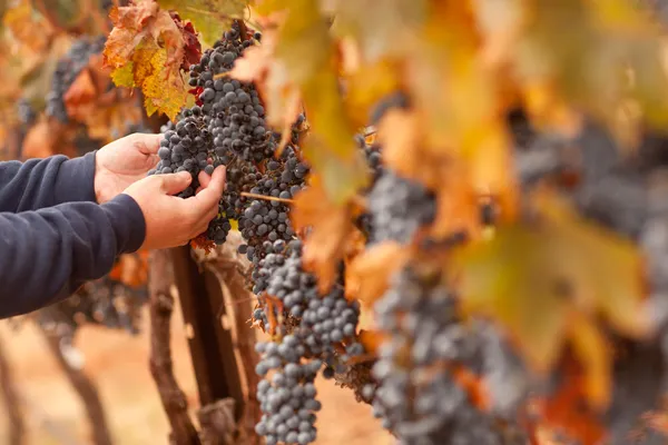 Agricultor que inspeciona suas uvas de vinho maduras — Fotografia de Stock