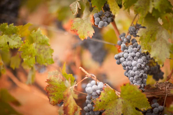 緑豊かな、熟したワイン用葡萄霧滴をつる — ストック写真