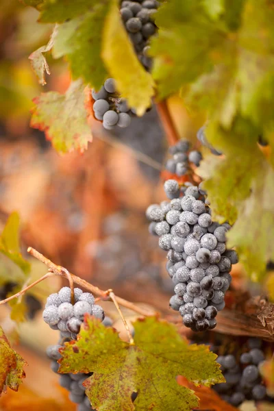 Uvas de vinho exuberantes e maduras com gotas de névoa na videira — Fotografia de Stock