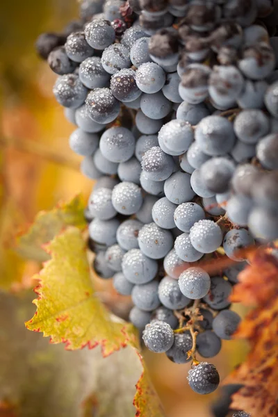 Uvas de vino exuberantes y maduras con gotas de niebla en la vid —  Fotos de Stock