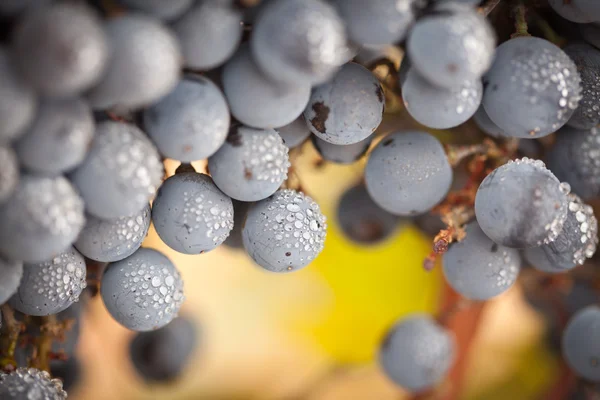 Uvas de vino exuberantes y maduras con gotas de niebla en la vid —  Fotos de Stock