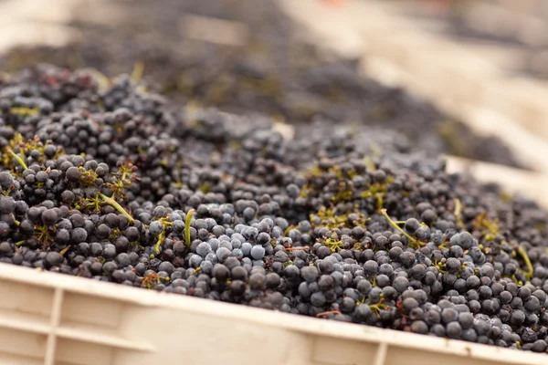 Červená vína hroznů v bednách — Stock fotografie