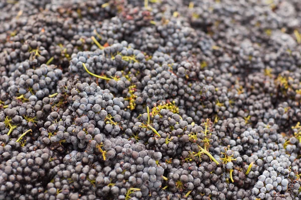 Raisins de vin rouge récoltés — Photo