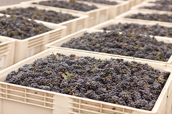 Zbiorów czerwone wino z winogron w skrzynkach — Zdjęcie stockowe