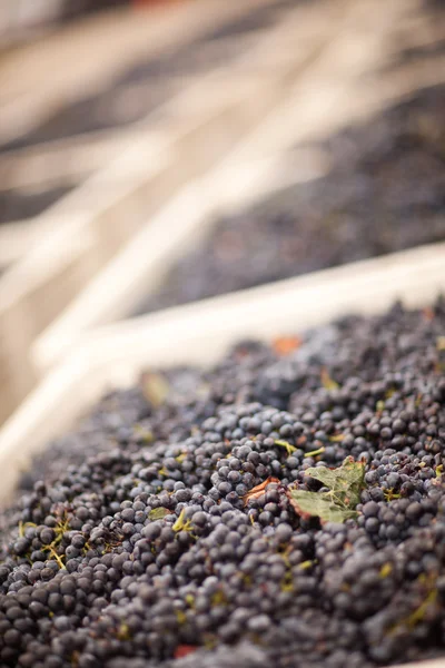 Červená vína hroznů v bednách — Stock fotografie