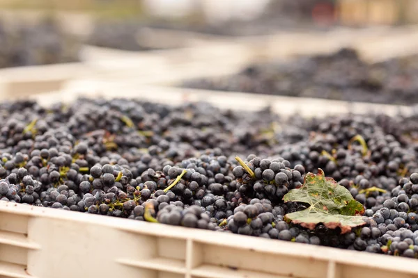 Geoogste rode wijn druiven in kratten — Stockfoto