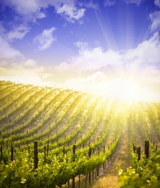 Vackra grönskande druva vingården och dramatisk himmel — Stockfoto