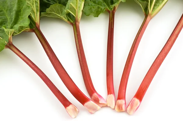 Rhubarb bunch isolated — Stock Photo, Image