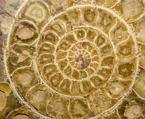 Ammonite Fossil Cross Section — Stock Photo, Image