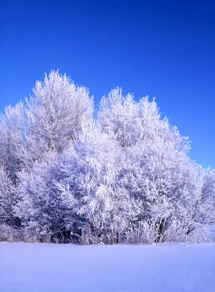 Hermoso paisaje invernal de árboles congelados —  Fotos de Stock