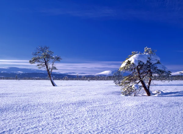 Красивый зимний пейзаж снежных деревьев — стоковое фото