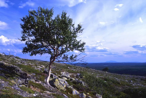 Ein großer Baum auf der grünen Wiese mit blauem Himmel — Stockfoto