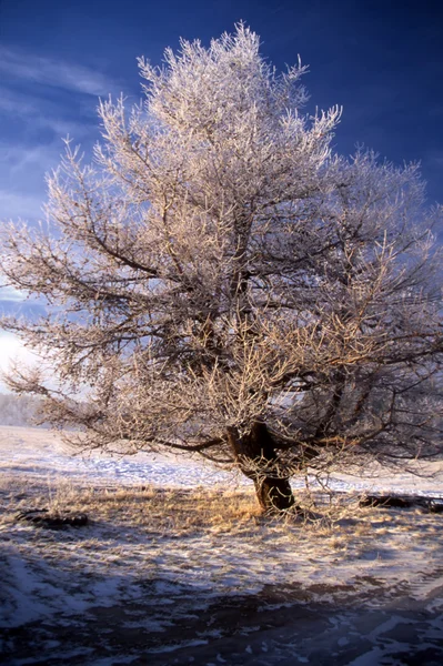 Paesaggio invernale di grande albero congelato al sole — Foto Stock