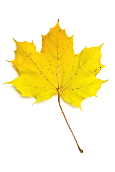 Herbstgelbes Ahornblatt — Stockfoto