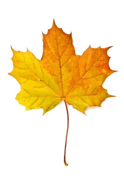 Foglia d'acero giallo autunno isolata su bianco — Foto Stock