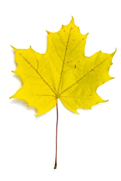 Foglia d'acero giallo autunno isolata su bianco — Foto Stock