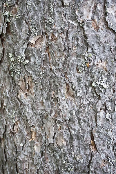 Texture of tree bark background — Stock Photo, Image