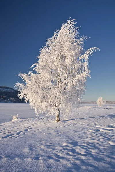 Большое замерзшее дерево на солнце — стоковое фото