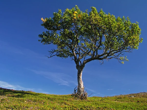 Osamělý strom s jasnou oblohou — Stock fotografie