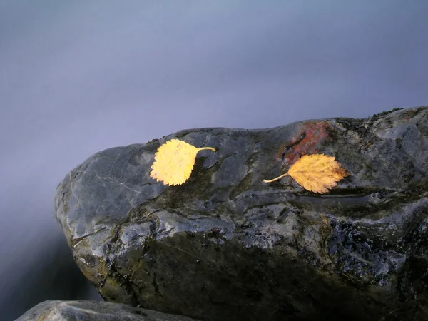 Πολύχρωμα φύλλα που απομονώνονται σε πέτρα — Φωτογραφία Αρχείου