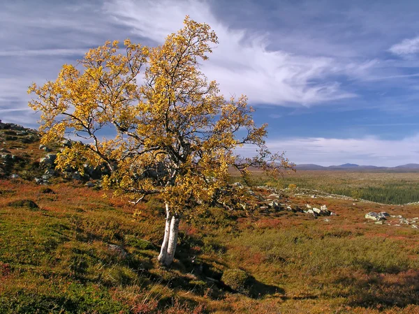 산에 다채로운 외로운 나무 — 스톡 사진