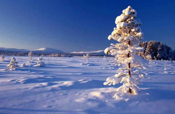 Hermoso paisaje de invierno de gran árbol congelado —  Fotos de Stock