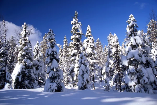 Florestas nevadas — Fotografia de Stock