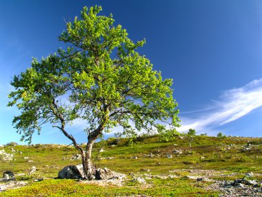 Lonely tree on the hill with blue sky clipart