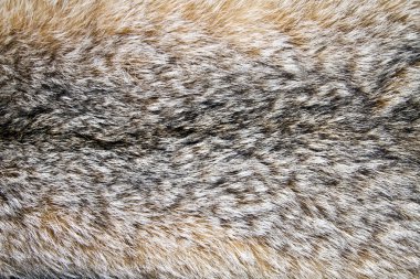 Background of lynx fur closeup clipart