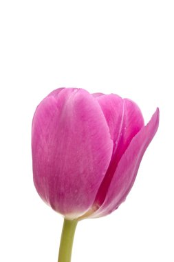 Pink tulip clipart