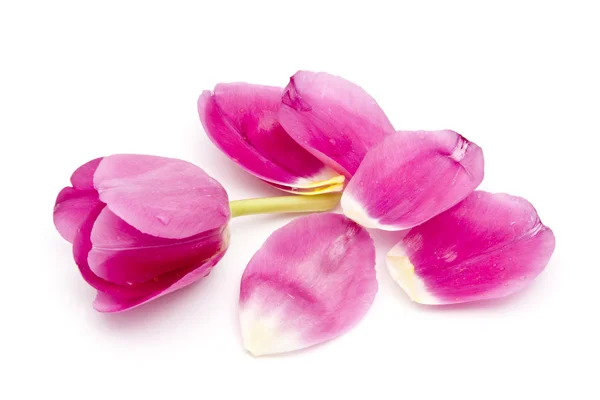 Rózsaszín tulipán és a szirmok — Stock Fotó