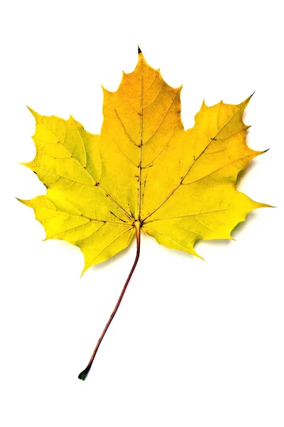 Outono folha de bordo amarelo — Fotografia de Stock